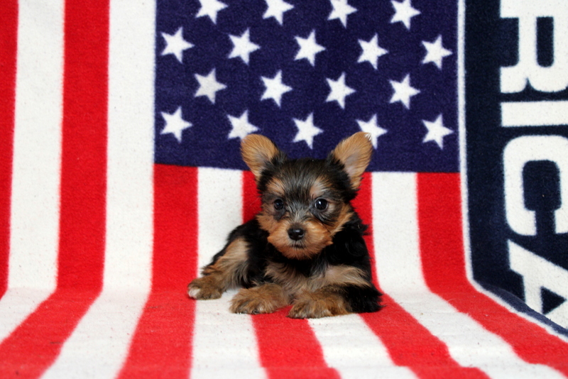 puppy, for, sale, Yorkshire Terrier, Matthew B. Stoltzfus, dog, breeder, Gap, PA, dog-breeder, puppy-for-sale, forsale, nearby, find, puppyfind, locator, puppylocator, aca